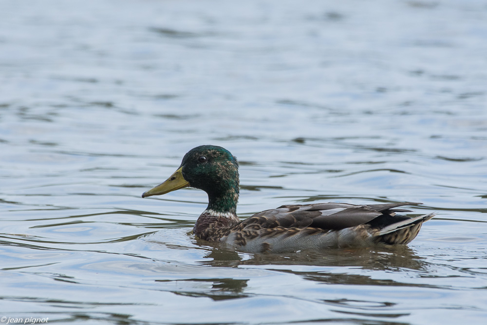 etang benard 10 2019-3.jpg