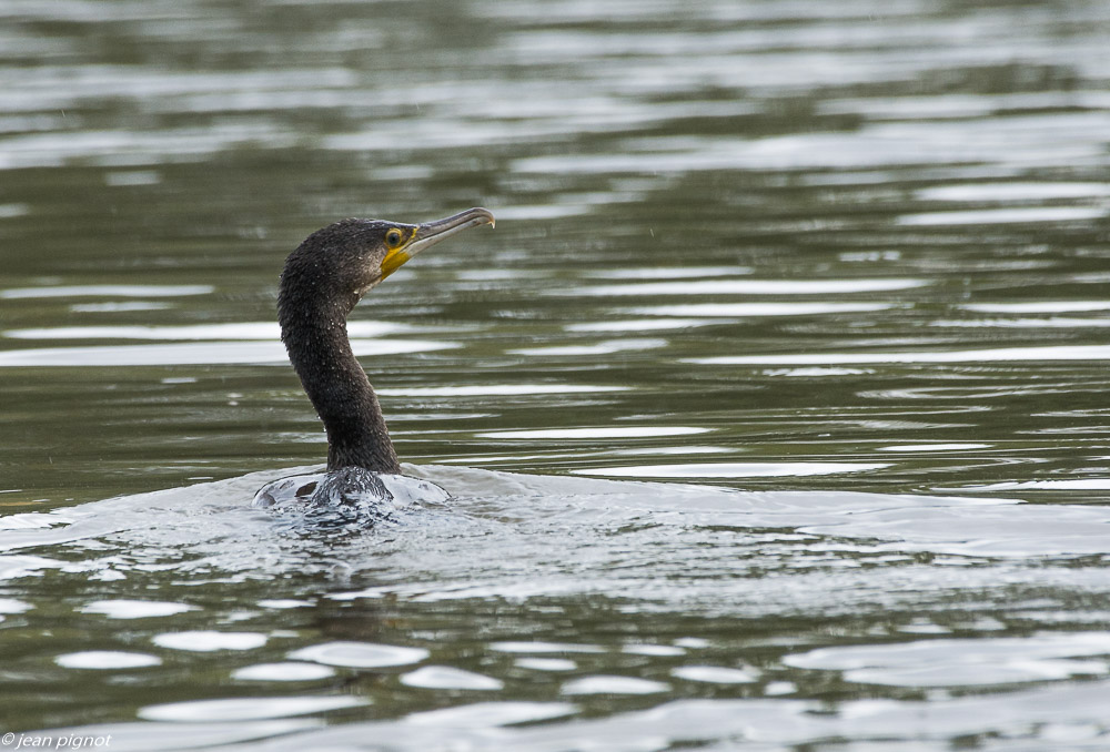 etang benard 10 2019-7.jpg