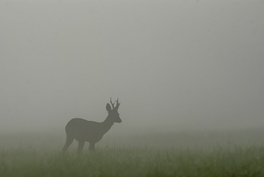 concour le chevreuil 10 2019.jpg