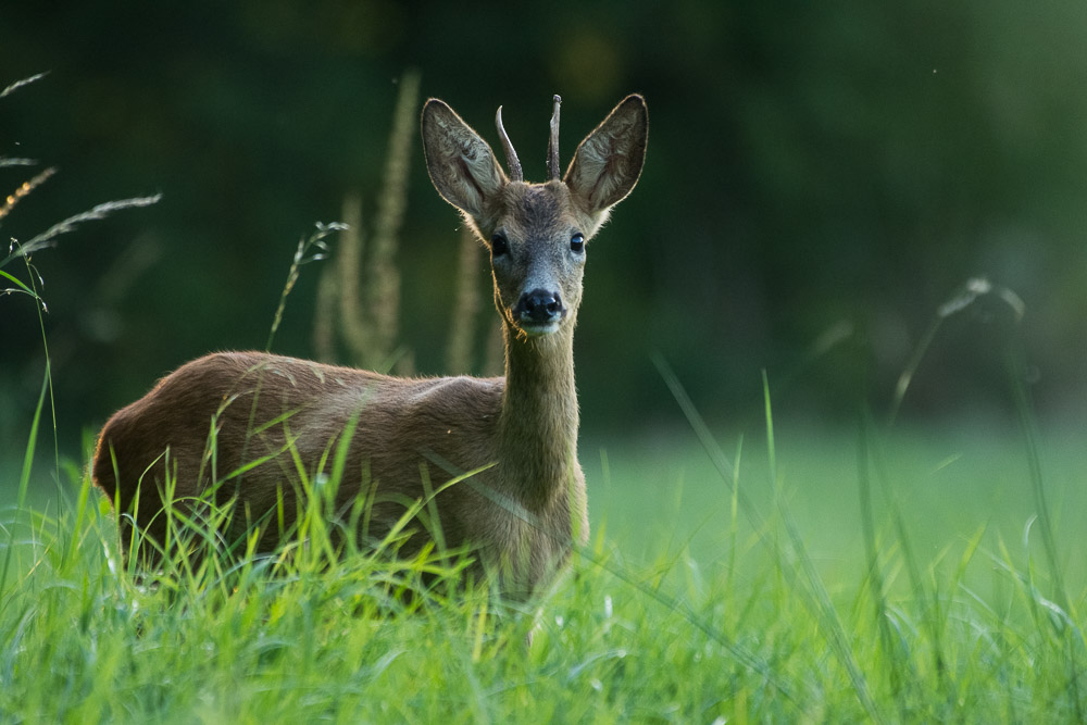 concour le chevreuil 10 2019-2.jpg