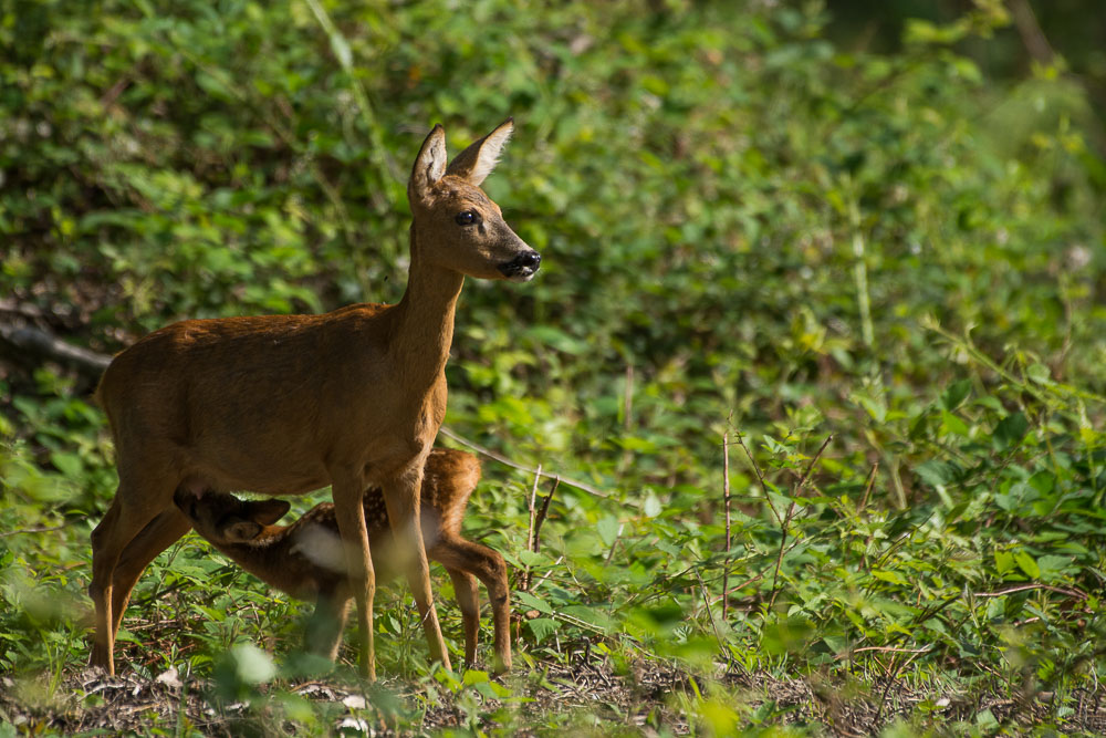 concour le chevreuil 10 2019-3.jpg