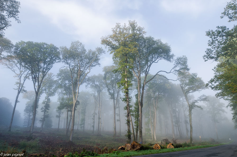 foret dans le brouillard 10 2019-2.jpg