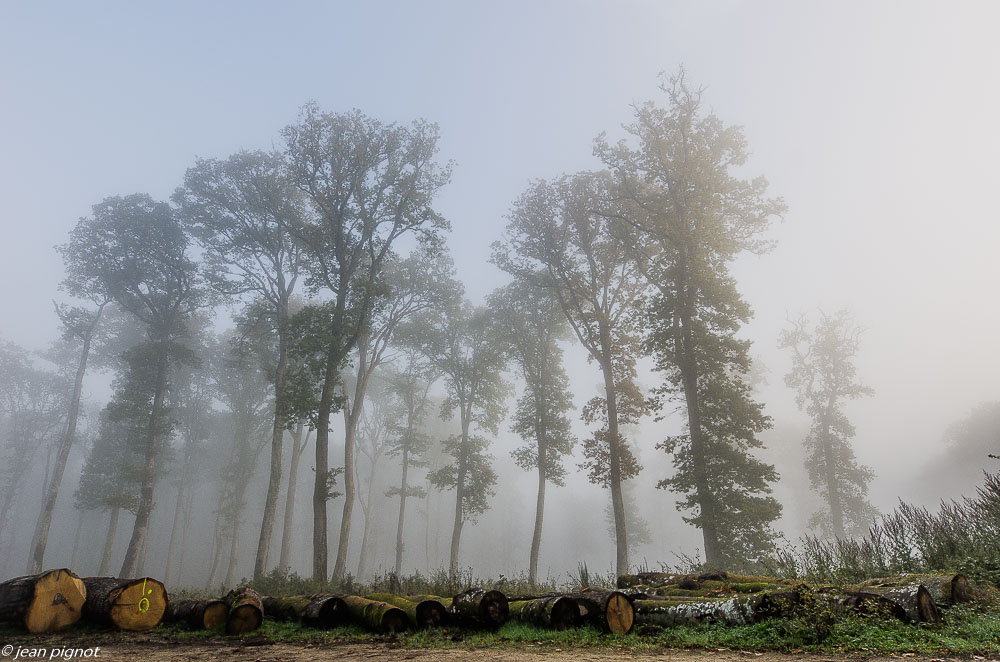 foret dans la brume 10 2019-2.jpg