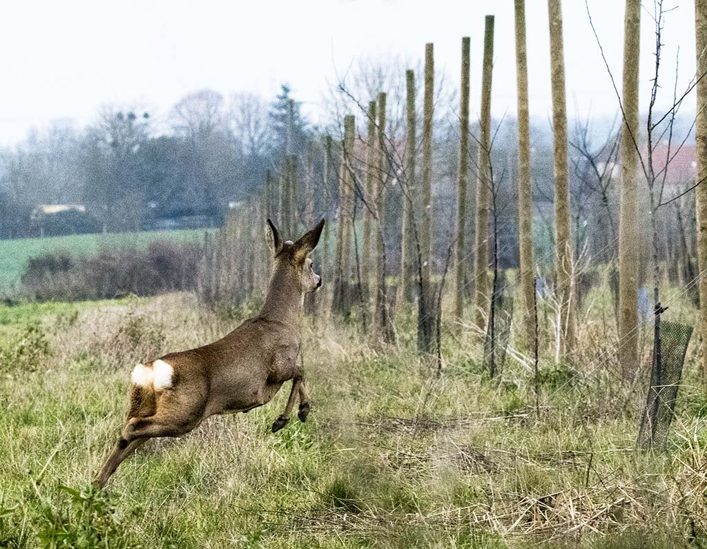 chevreuil_DSC6150.jpg