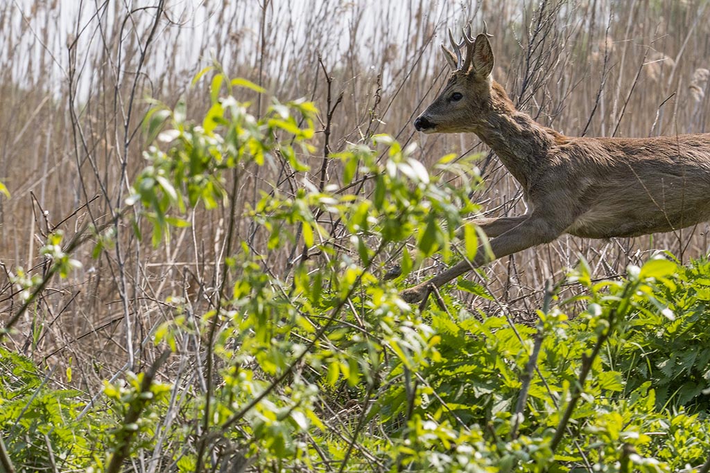 Chevreuil-Capreolus capreolus_DSC9549.jpg