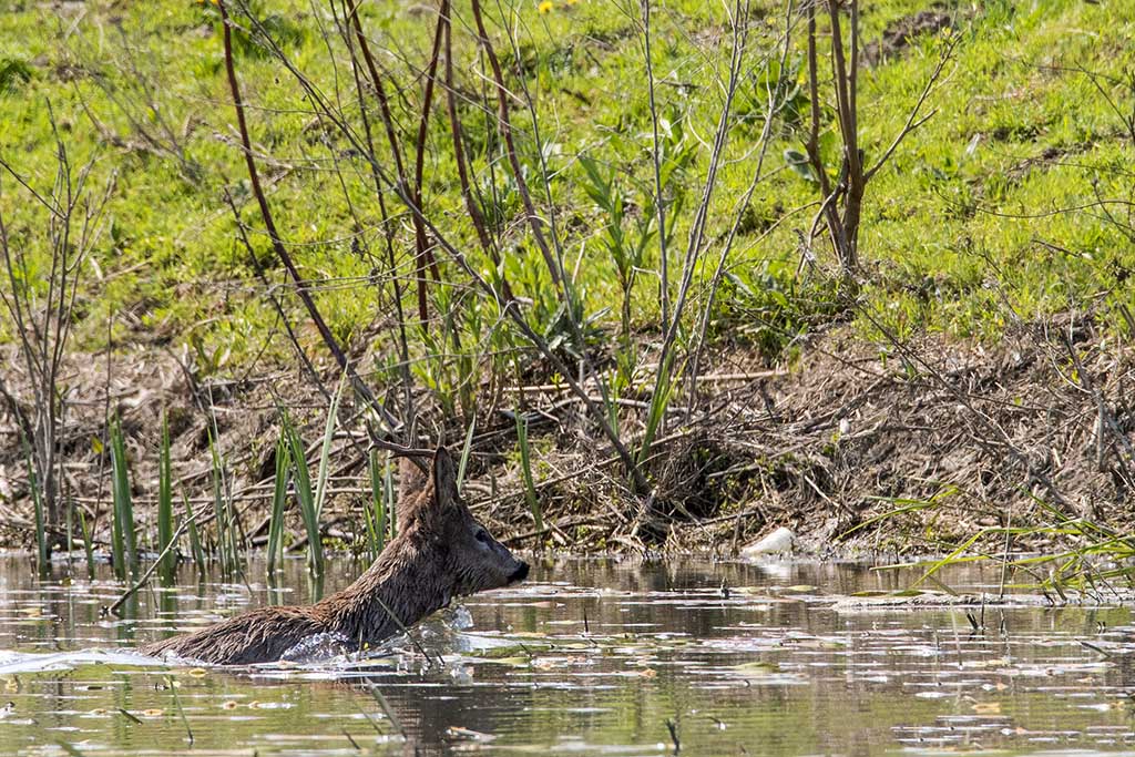 Chevreuil-Capreolus capreolus_DSC9617.jpg