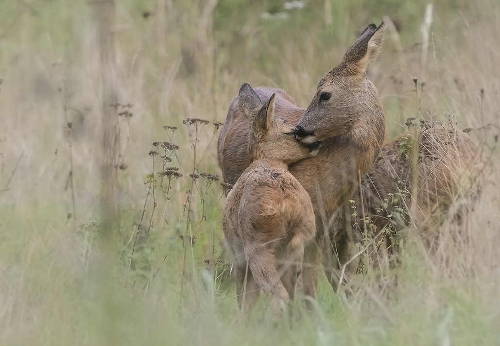 Tendresse.jpg