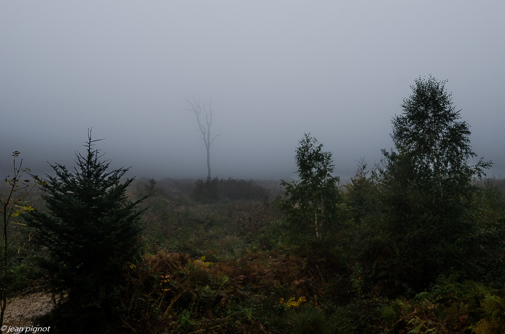 foret dans le brouillard 10 2019-4.jpg