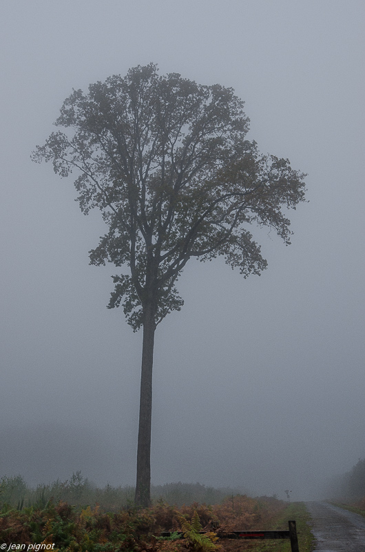 foret dans le brouillard 10 2019-5.jpg