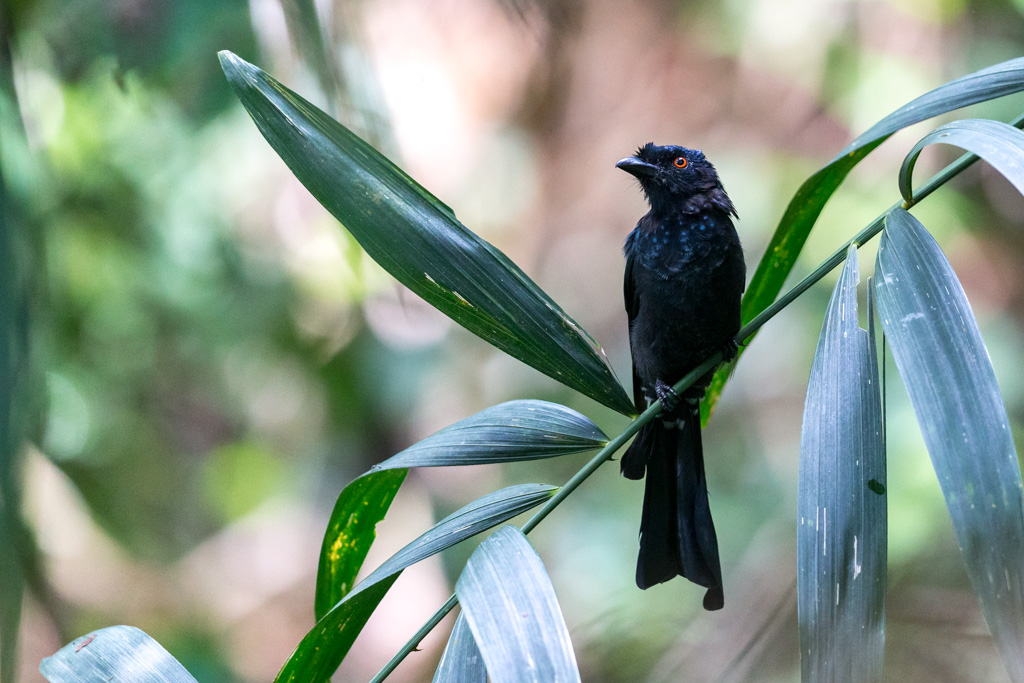 _IN Drongo à raquettes 2019-09 Taman Negara-10.jpg