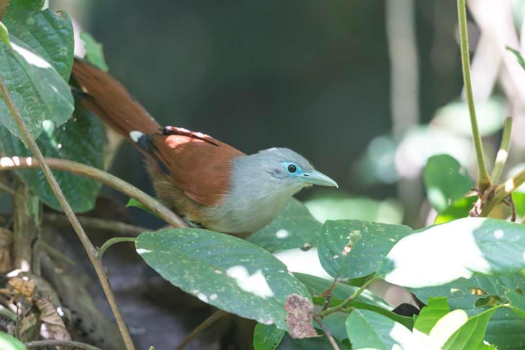 _IN Malcoha de Rafles 2019-09 Taman Negara-11.jpg