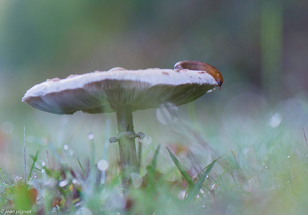 champignons et limace dans la rosée  10 2019.jpg