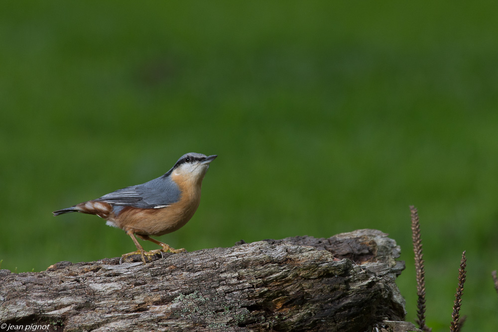 oiseau sur tronc  10 2019-2.jpg