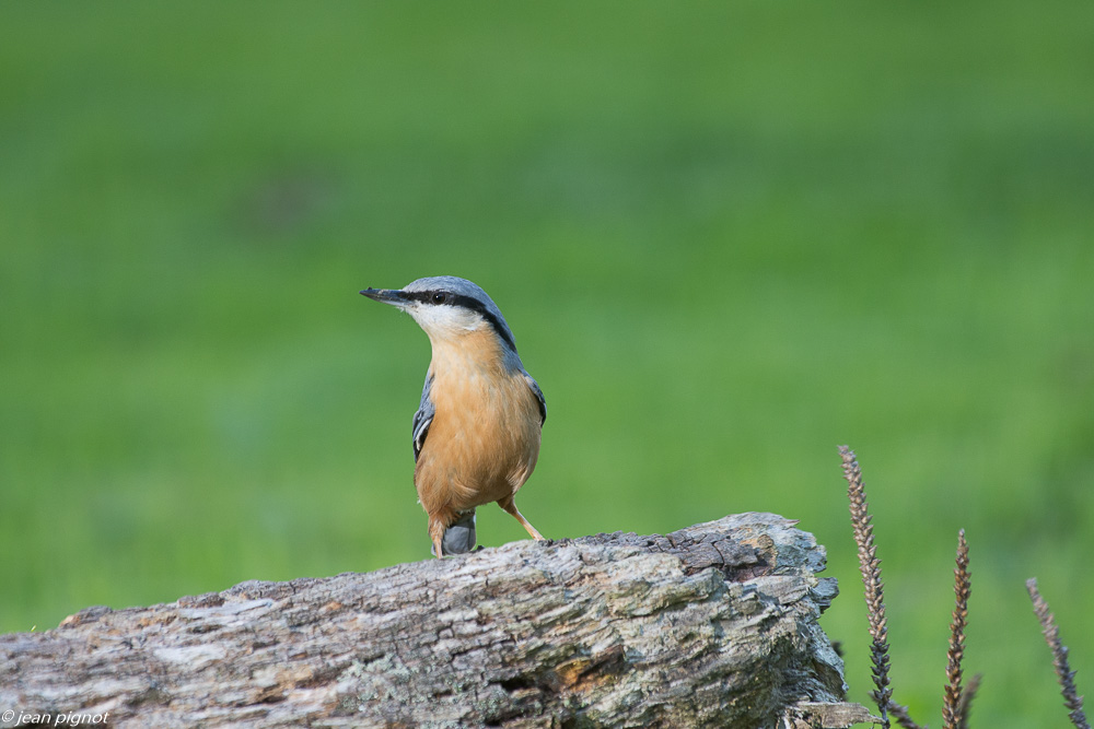 oiseau sur tronc  10 2019-4.jpg