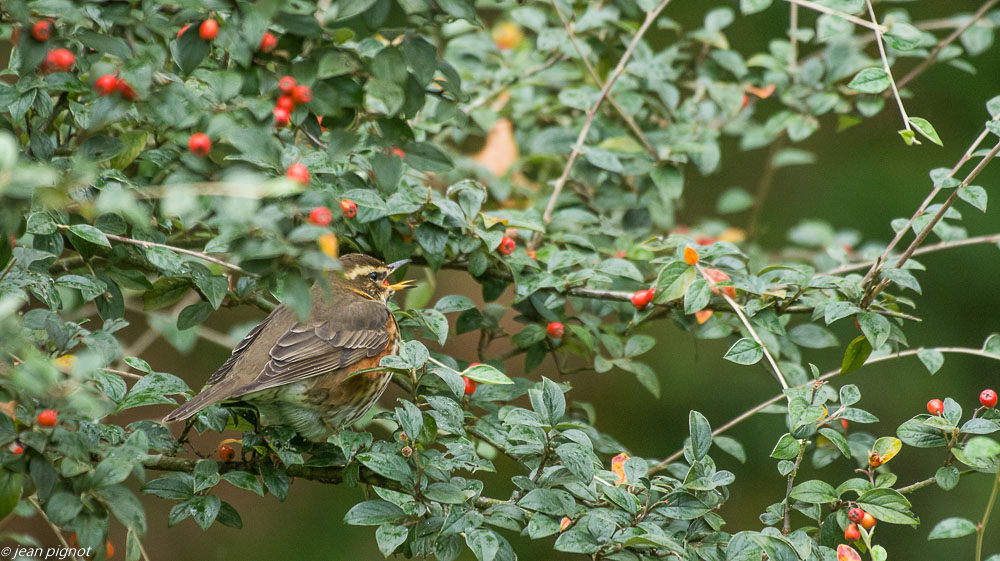 oiseaux pyracanta 10 2019-3.jpg