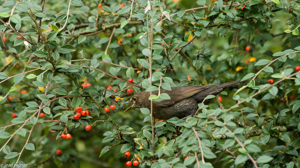 oiseaux pyracanta 10 2019-4.jpg