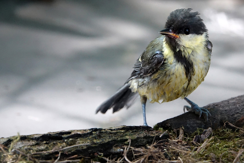 mésange charbo2.jpg