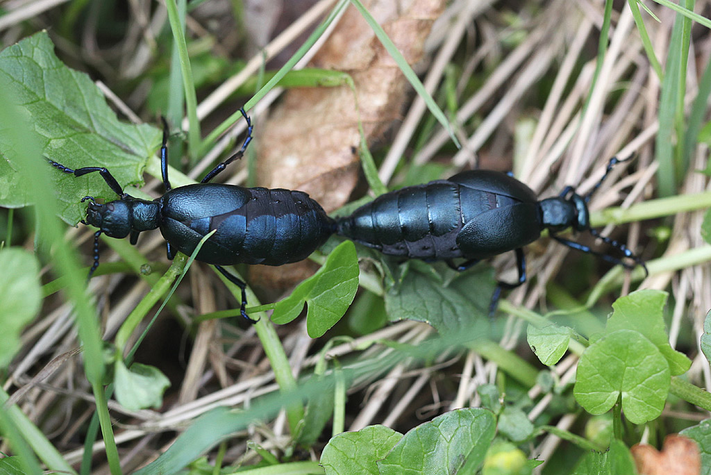 Meloe proscarabaeus 6 IN.jpg