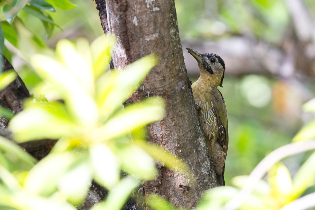 _IN Pic médiastin 2019-09 Kuala Selangor-12.jpg