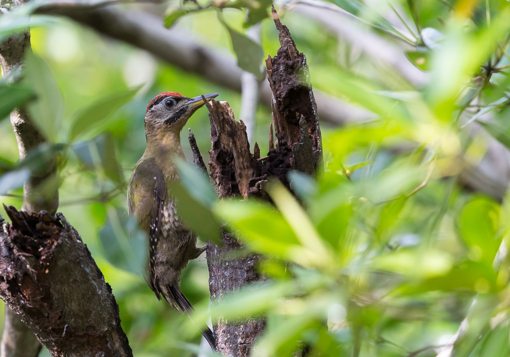 _IN Pic médiastin 2019-09 Kuala Selangor-11.jpg