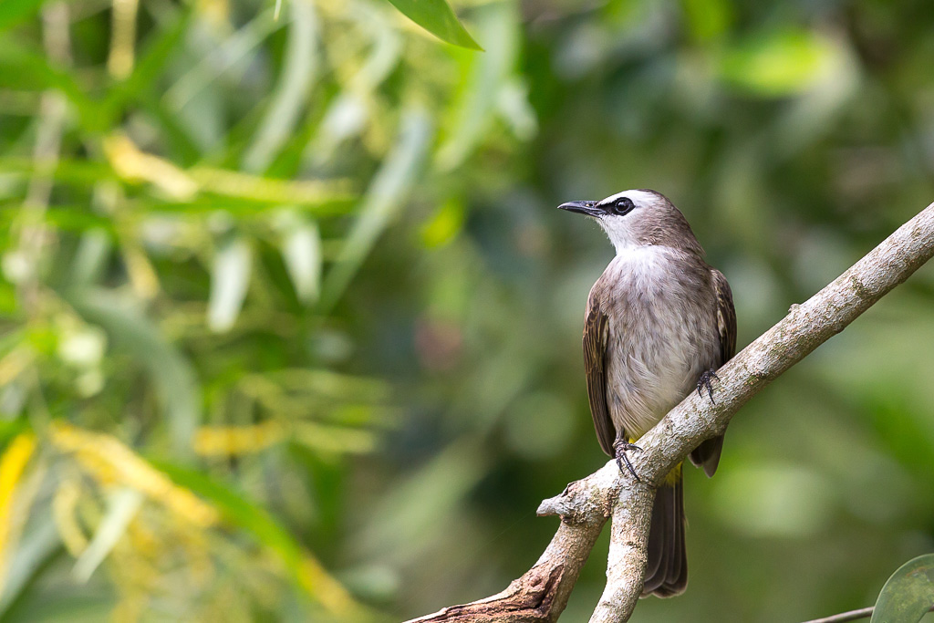 _IN Bulbul goaivier 2019-10 Kuala Selangor-11.jpg