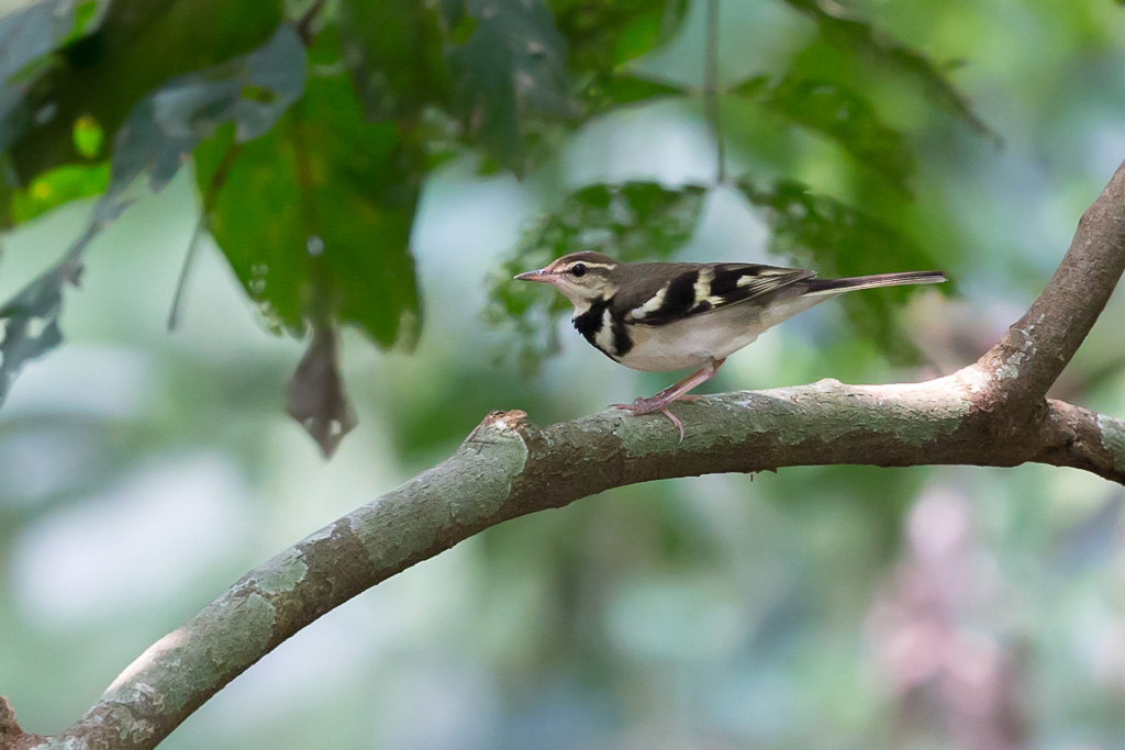 _IN Bergeronnette de forêt 2019-10 Kuala Selangor-11.jpg