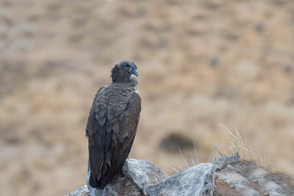 40-Condor des Andes immature.jpg