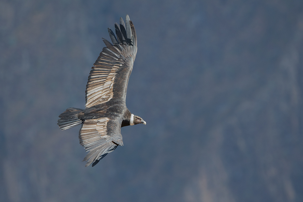 46-Condor des Andes adulte.jpg