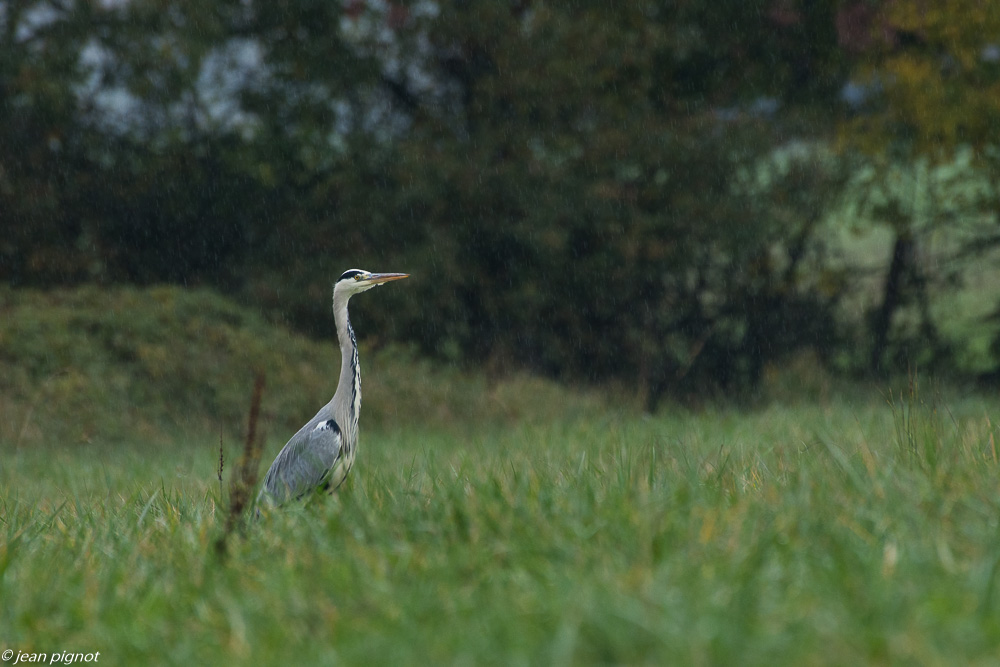 plaine au busard 11 2019-3.jpg