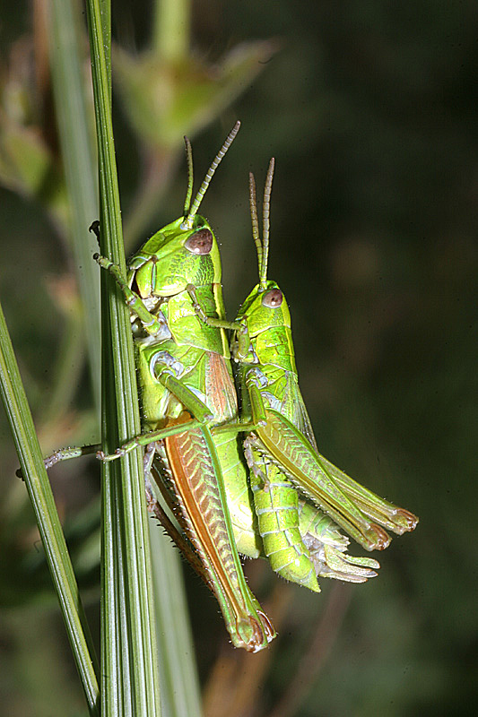 Euthystria brachyptera couple 2 IN.jpg