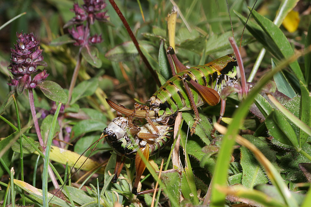 Anonconotus apenninigetus couple 4 IN.jpg