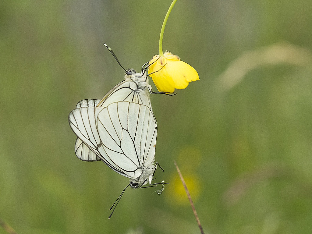 duo de gazés-001.JPG