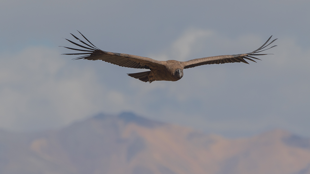 50-Condor des Andes.jpg