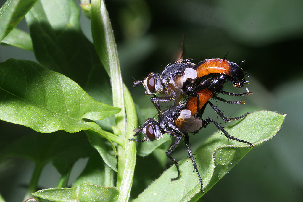 Cylindromyia sp in.jpg