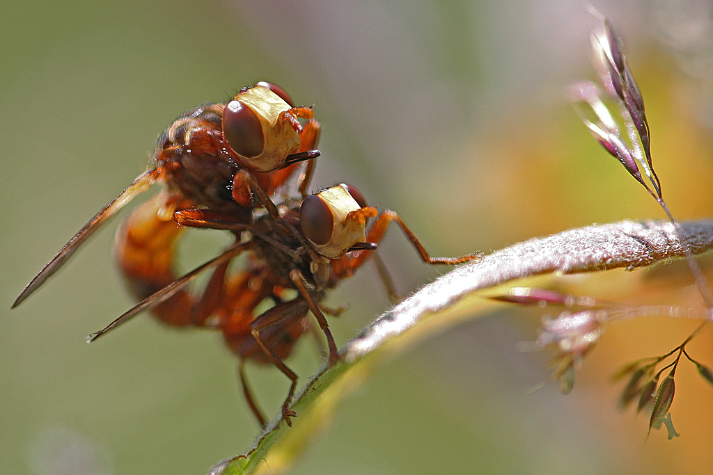 Sicus ferrugineus  accouplement Jacques Rivière.jpg