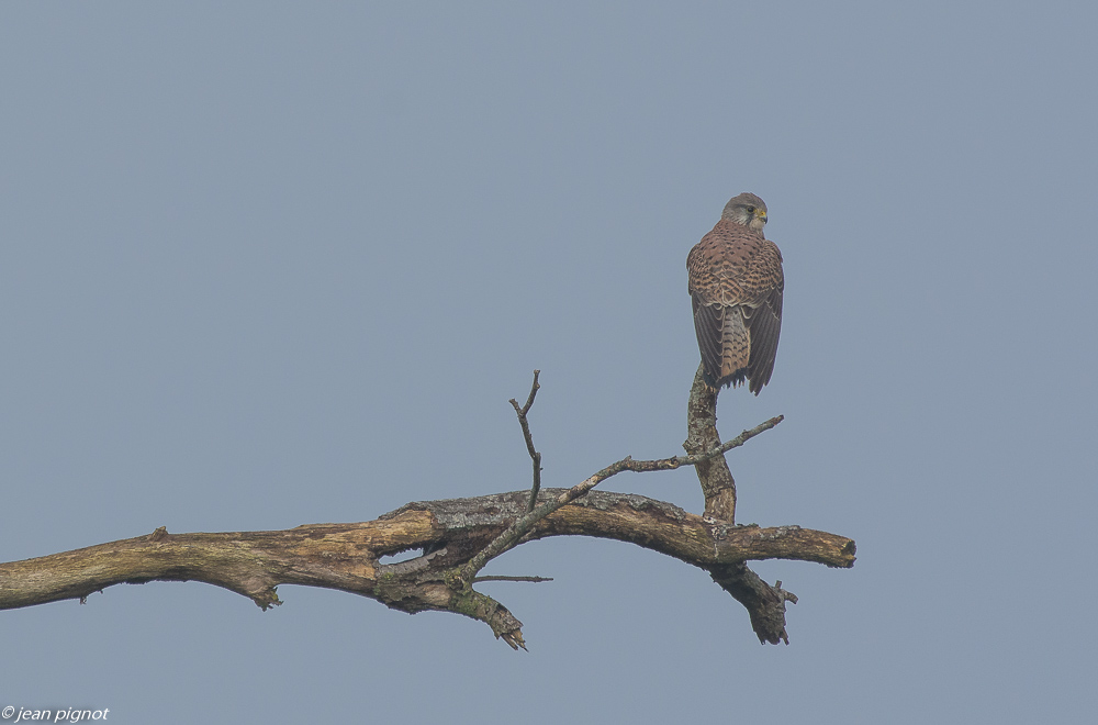 arbre au rapaces 11 2019.jpg