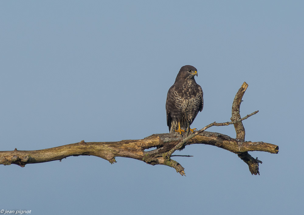 arbre au rapaces 11 2019-2.jpg