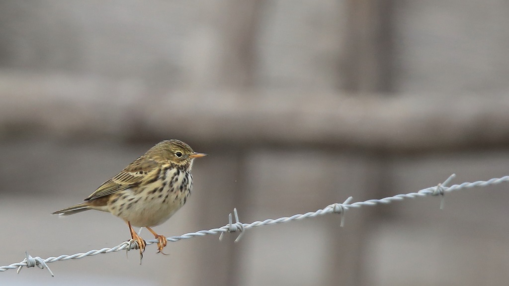 375 Pipit farlouse.jpg