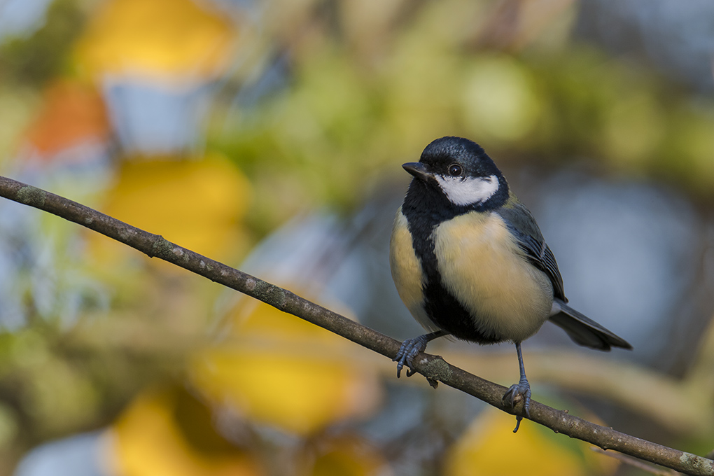 Mésange charbonnière 7.jpg