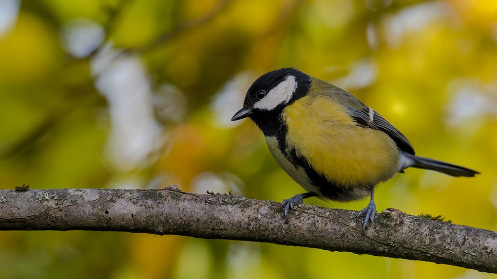 Mésange charbonnière 9.jpg