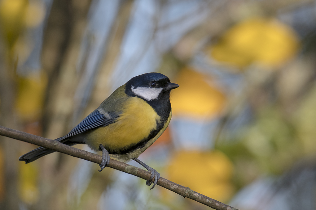 Mésange charbonnière 12.jpg