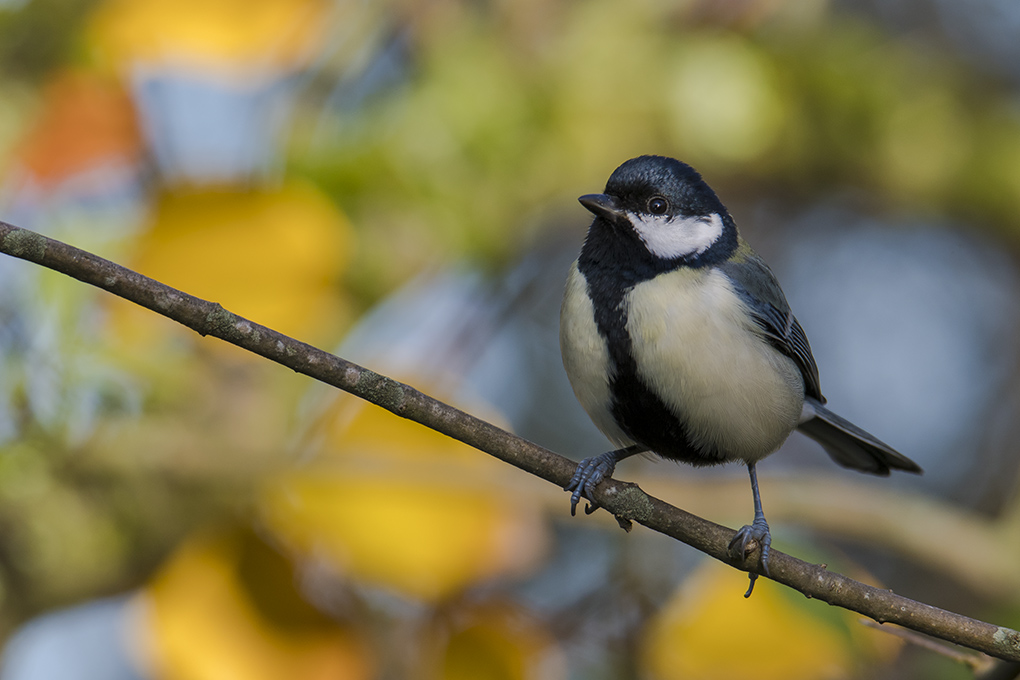 Mésange charbonnière 7b.jpg