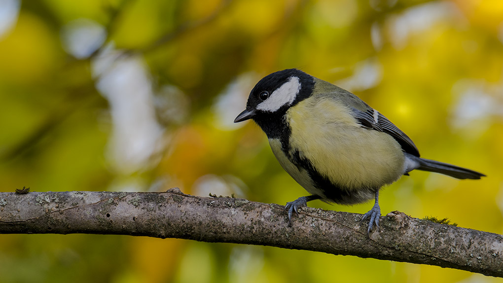 Mésange charbonnière 9a.jpg