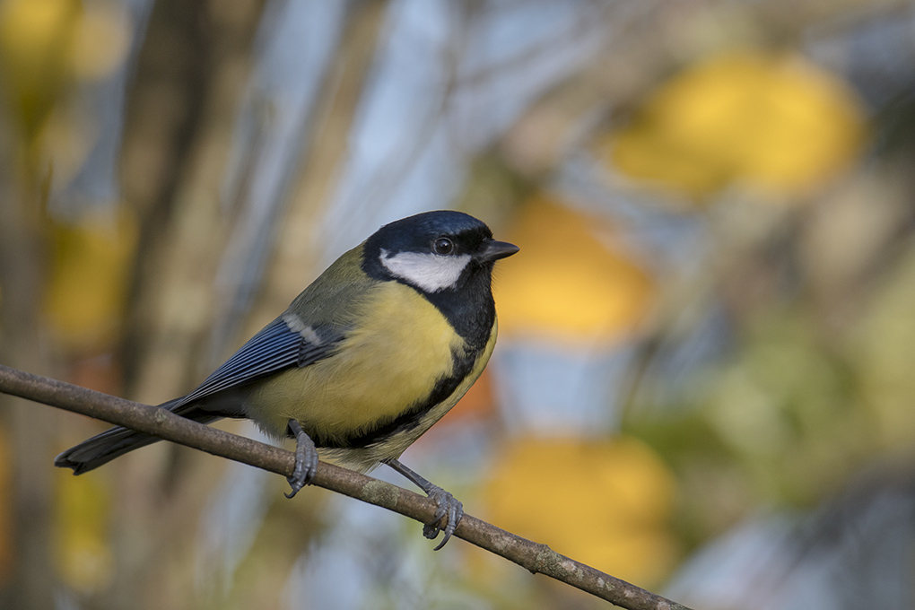 Mésange charbonnière 12a.jpg