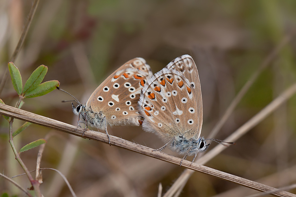 Le Bel Argus - lysandra bellargus accouplement  IN.jpg