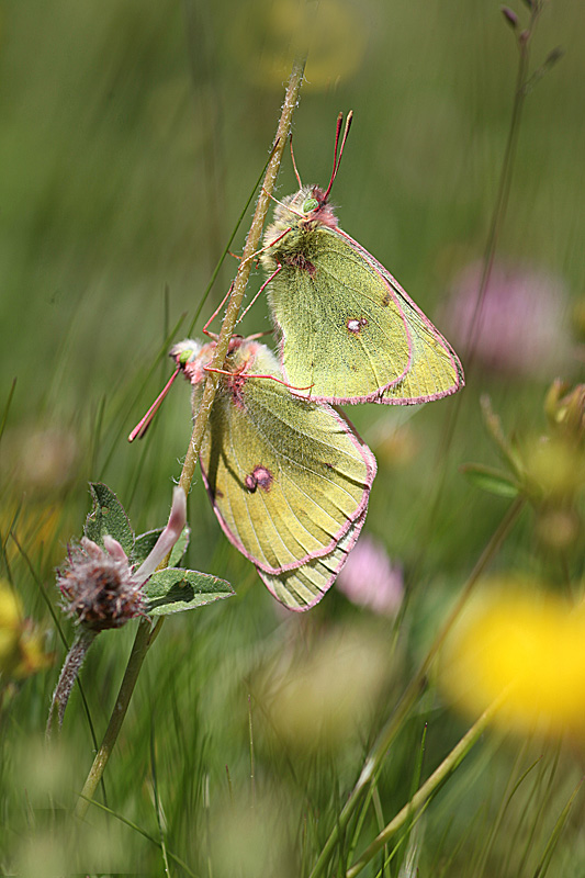 Le Candide ( Colias phicomone ) 5 IN.jpg