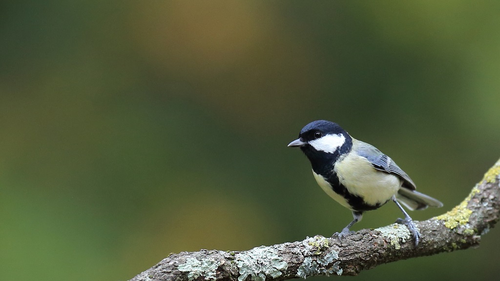 776 Mésange charbonnière.jpg