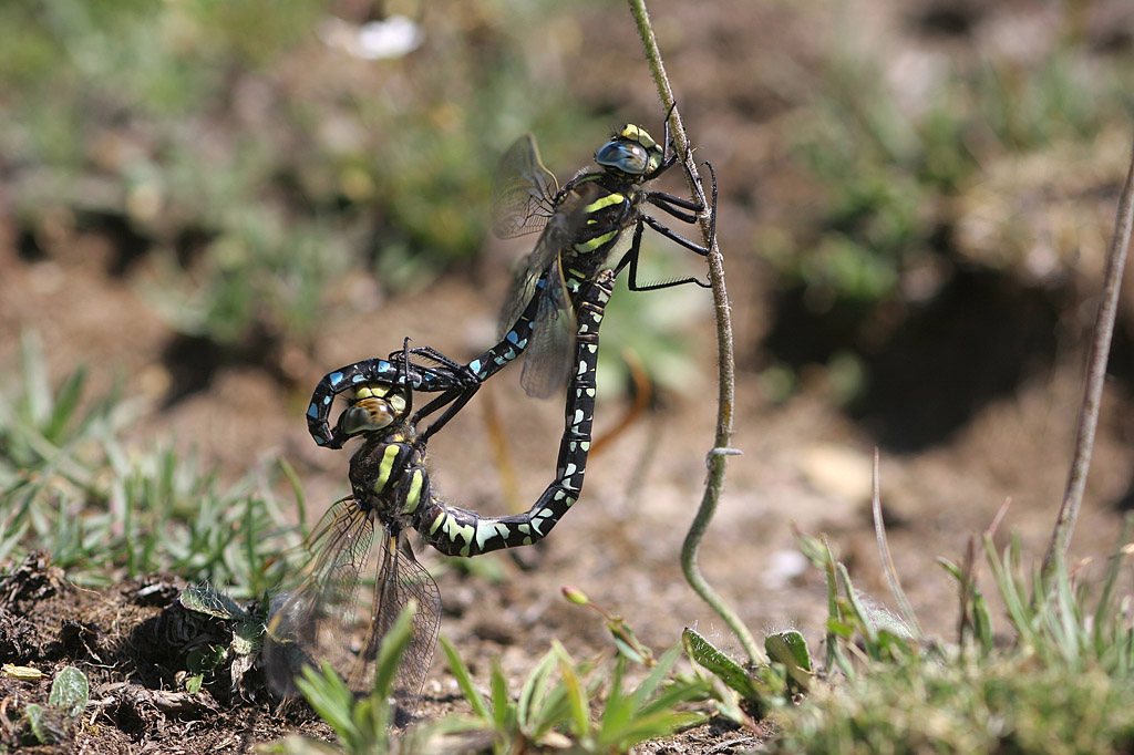 Aeshna juncea accouplement IN.jpg