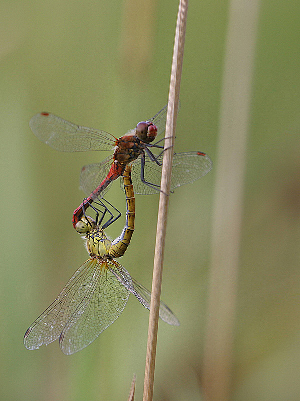 Sympetrum sanguin accouplement IN.jpg