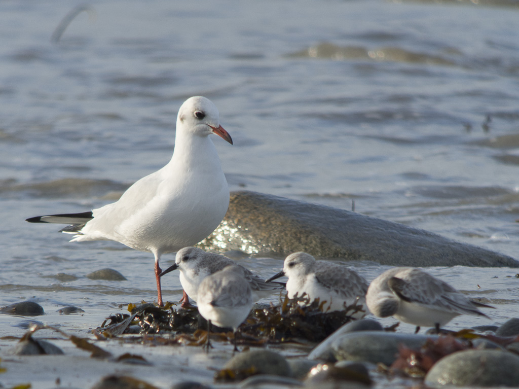 mouette et sanderling.JPG